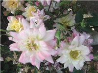 8b7ca35a-Picture 016.jpg